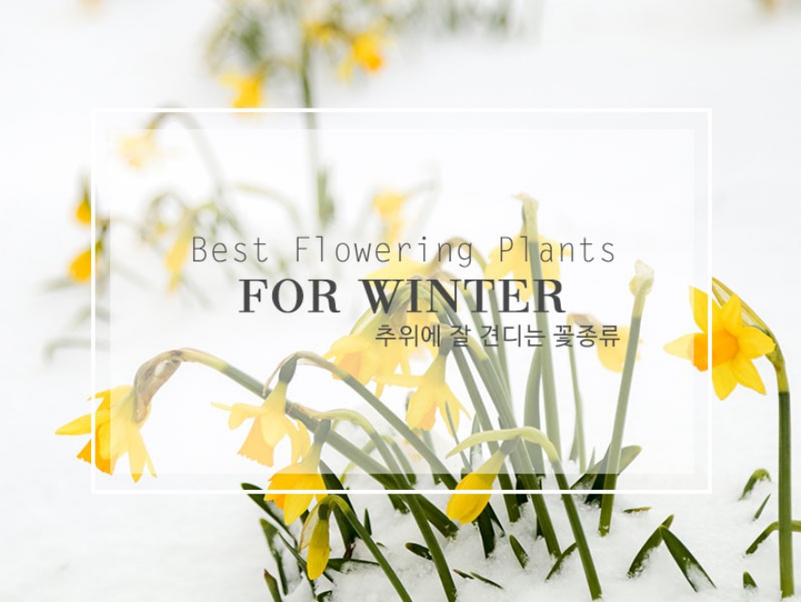 겨울에 키울수 있는 꽃 (영상)