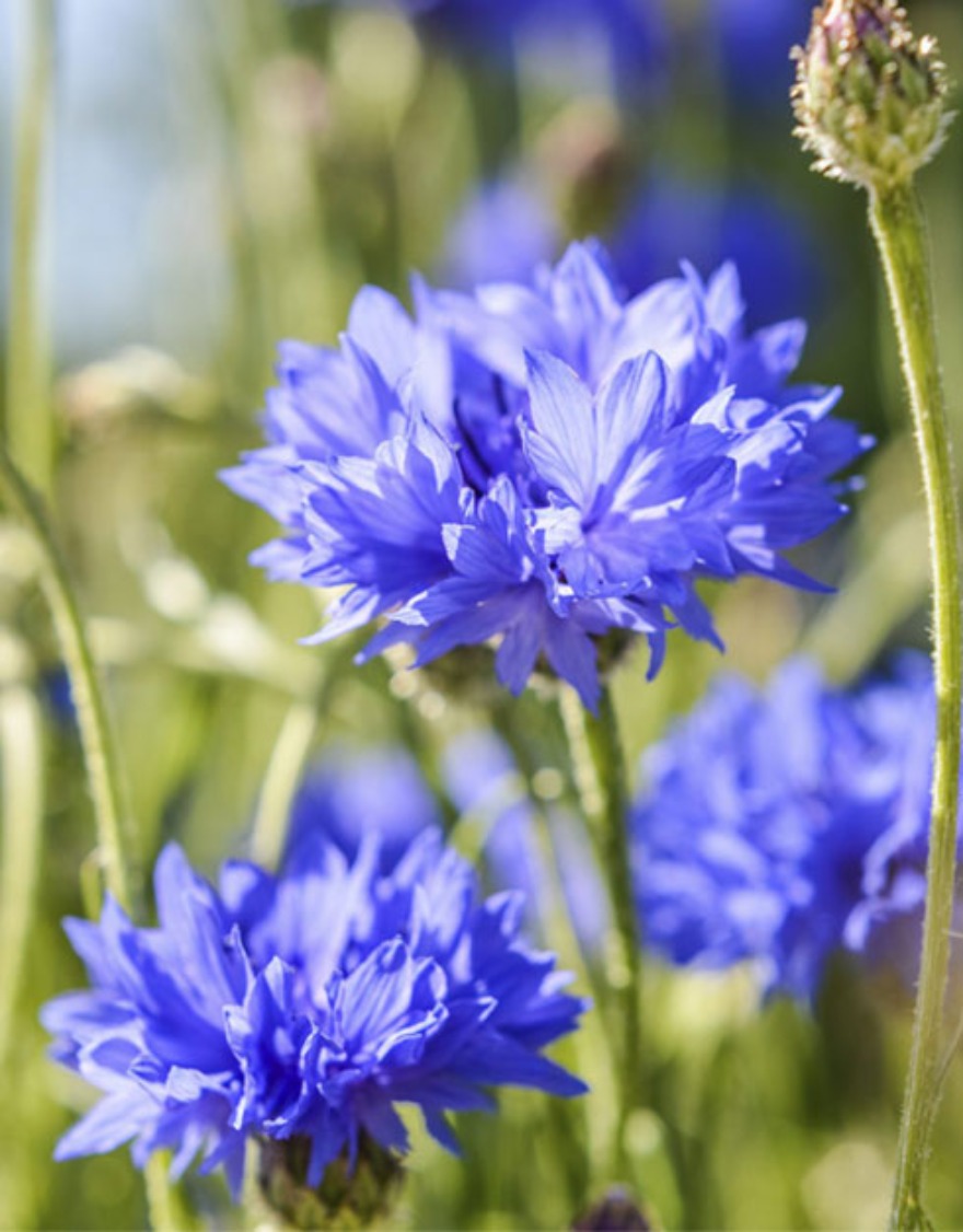 블루 수레국화씨앗 약 90립 꽃 야생화 (우리꽃연구소)