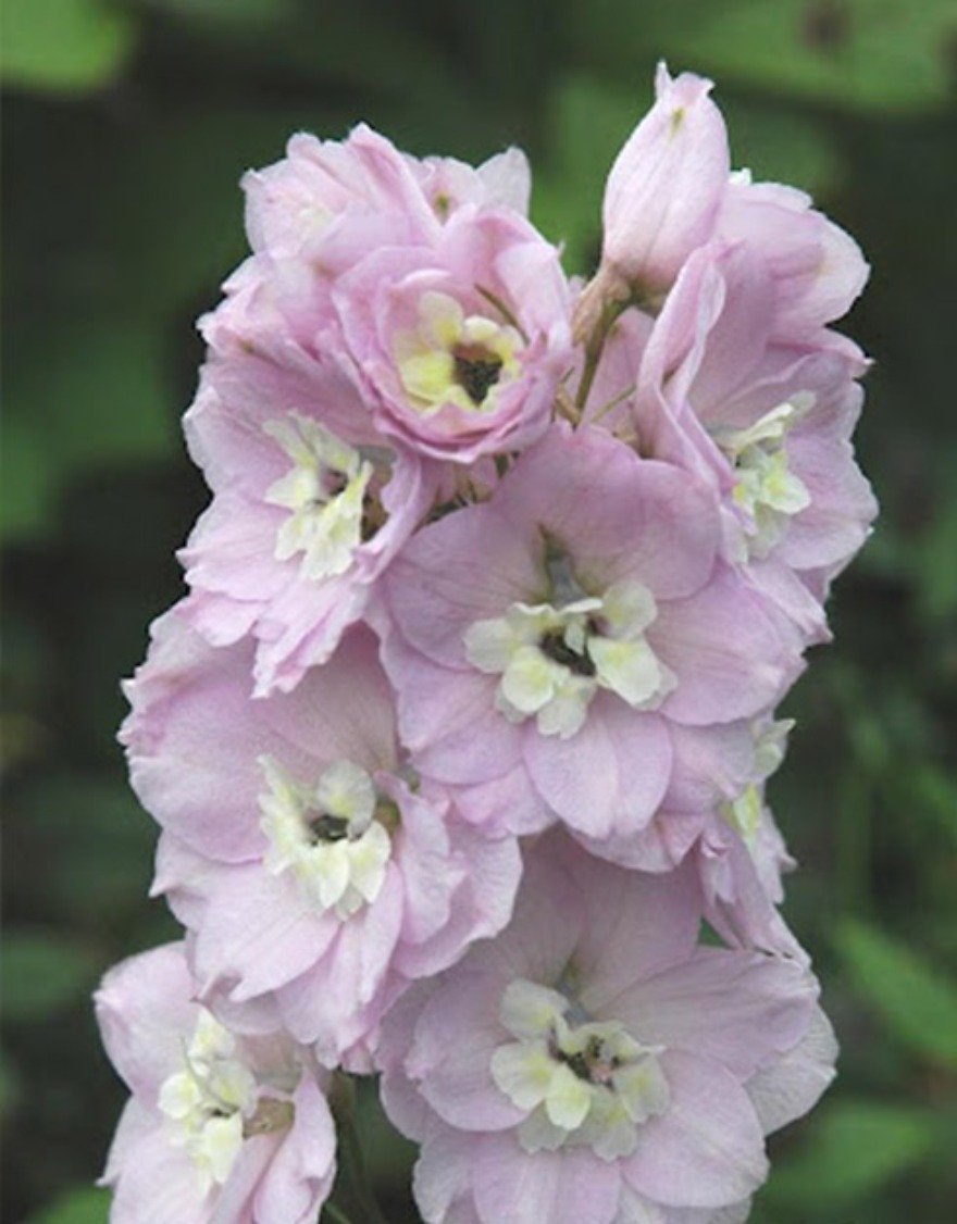 퍼시픽 자이언트 Guinevere 델피니움 꽃씨앗 30립 (키큰품종)
