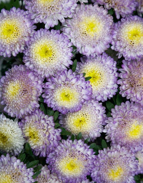 과꽃 보니타 톱블루 꽃씨앗 15립