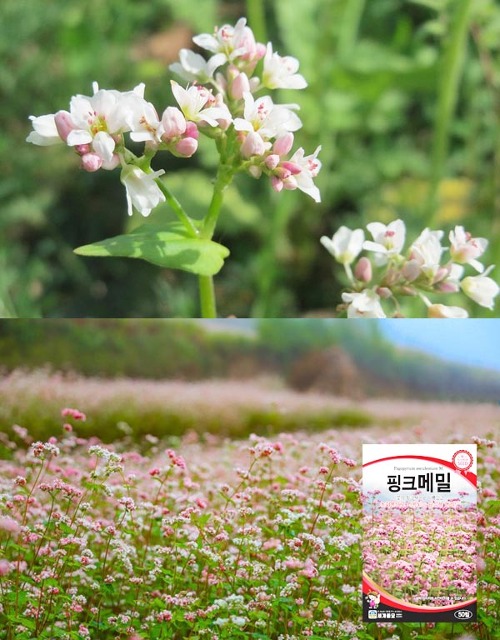 핑크메밀 꽃씨앗 50립 봄~가을 파종 일년생 (세계종묘)